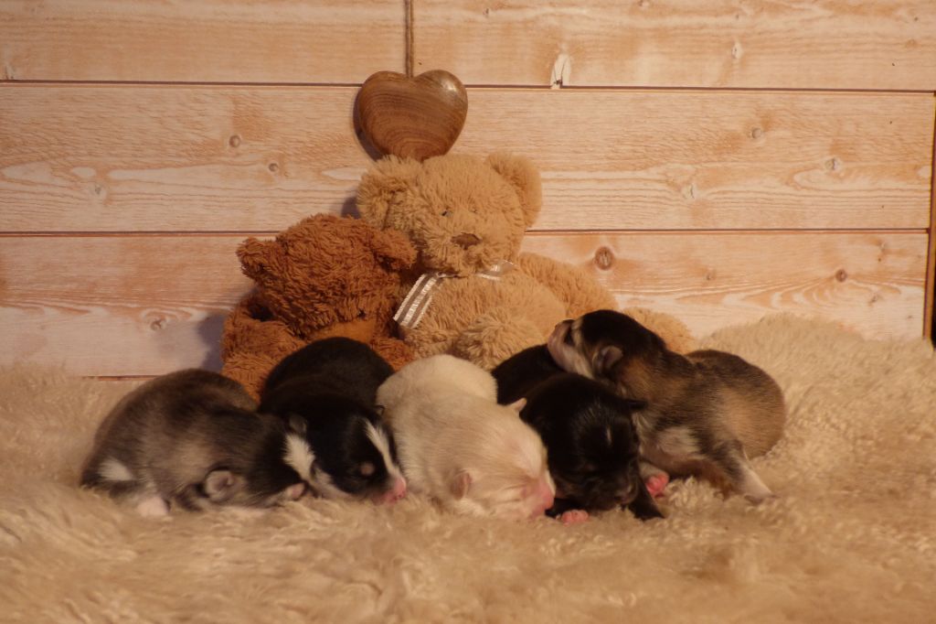 Chiot Chien finnois de Laponie Mailikin